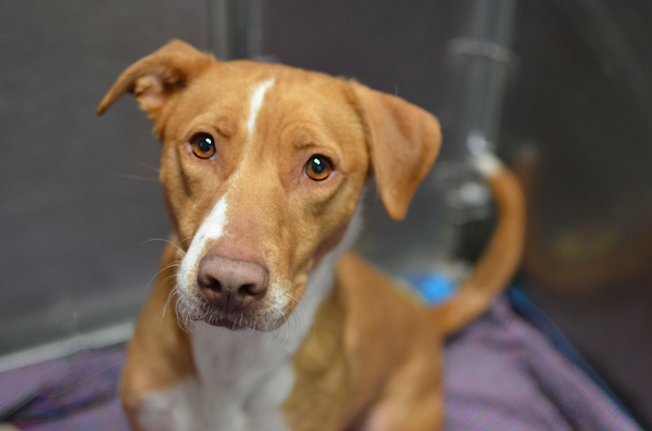 Humane Society Pet of the Week